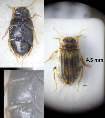 Réf. 210 974 : Boreonectes ibericus